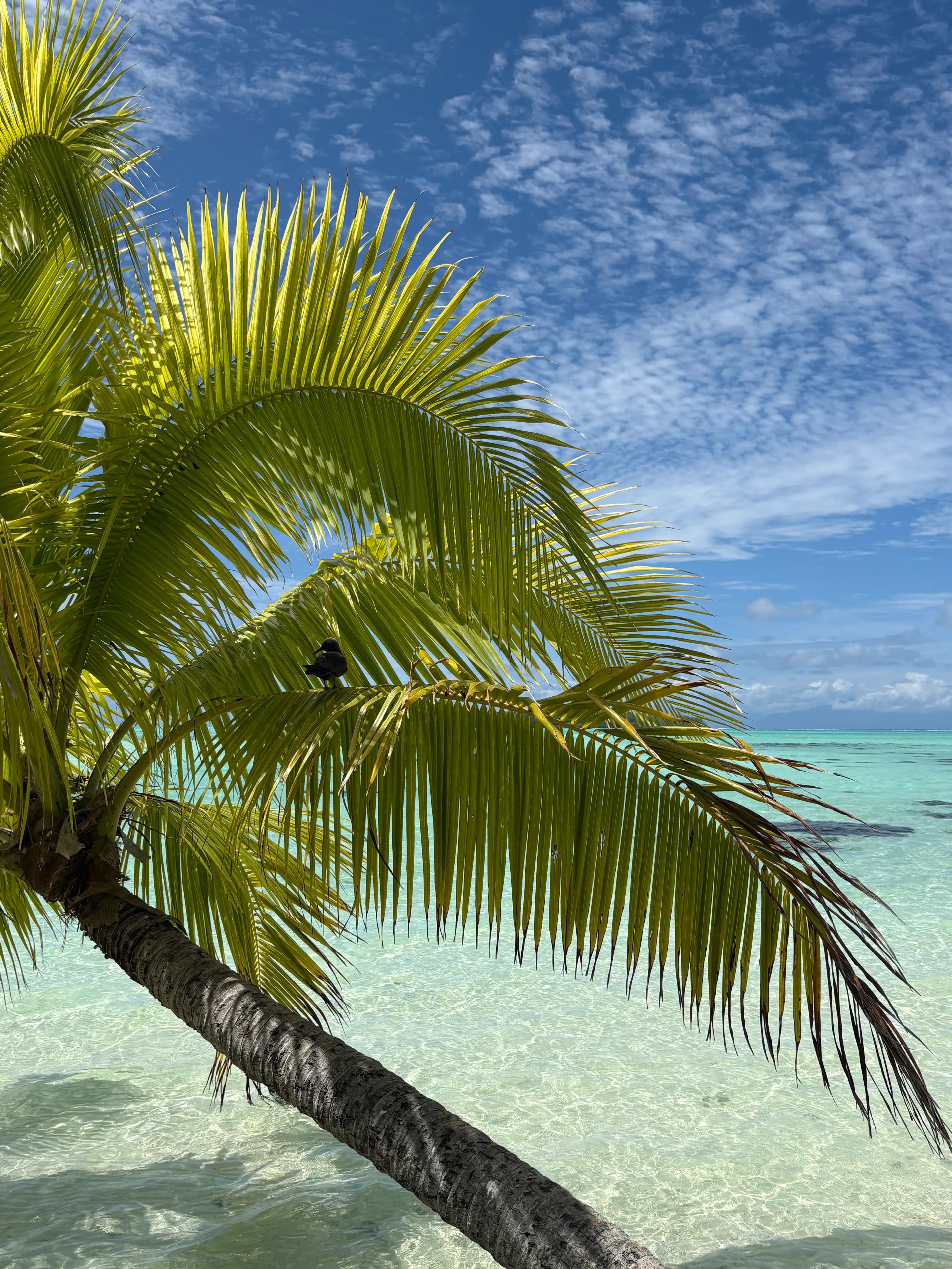 Palmiers et paysages tropicaux de Polynésie
