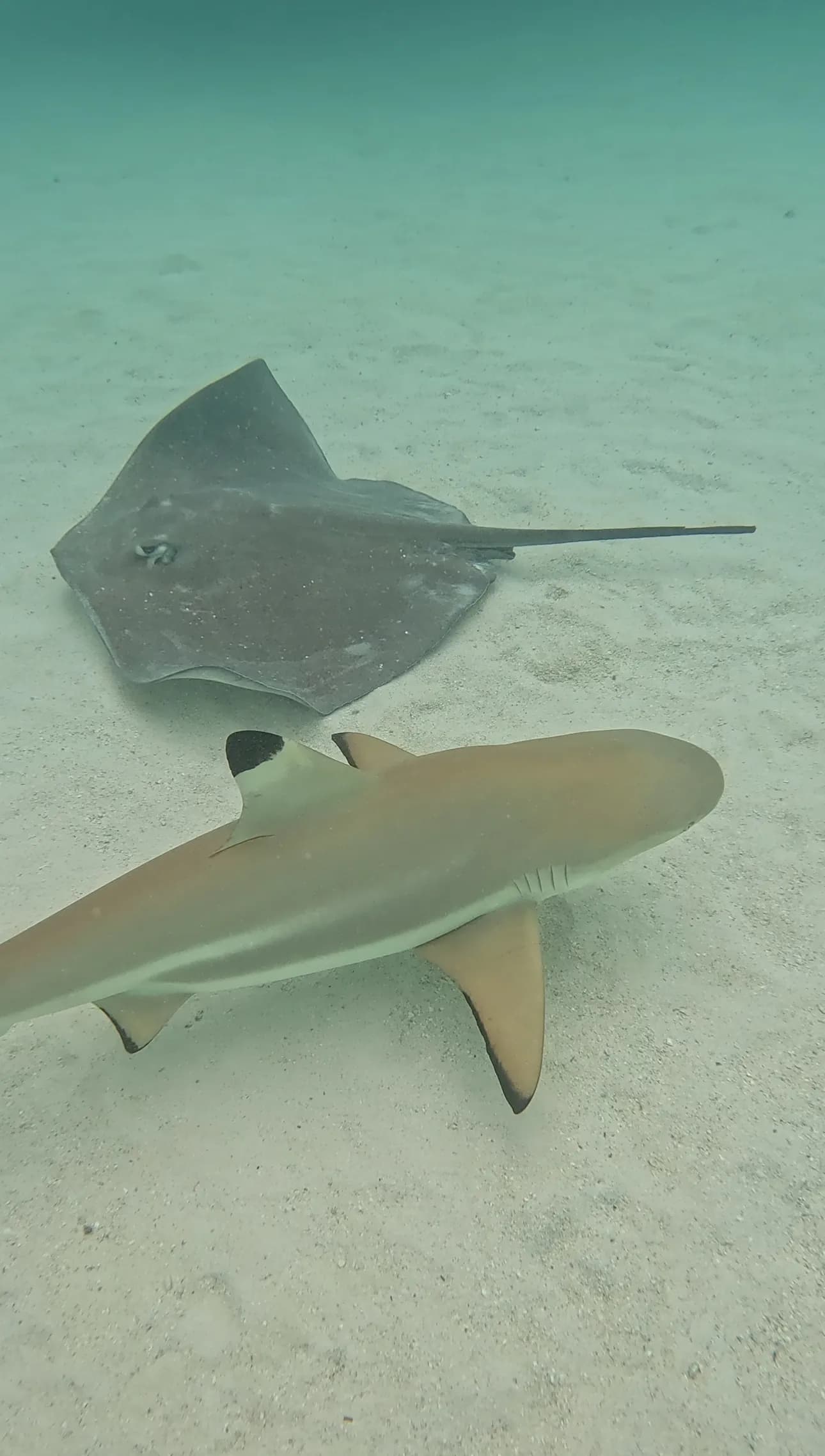 Requins en Polynésie française