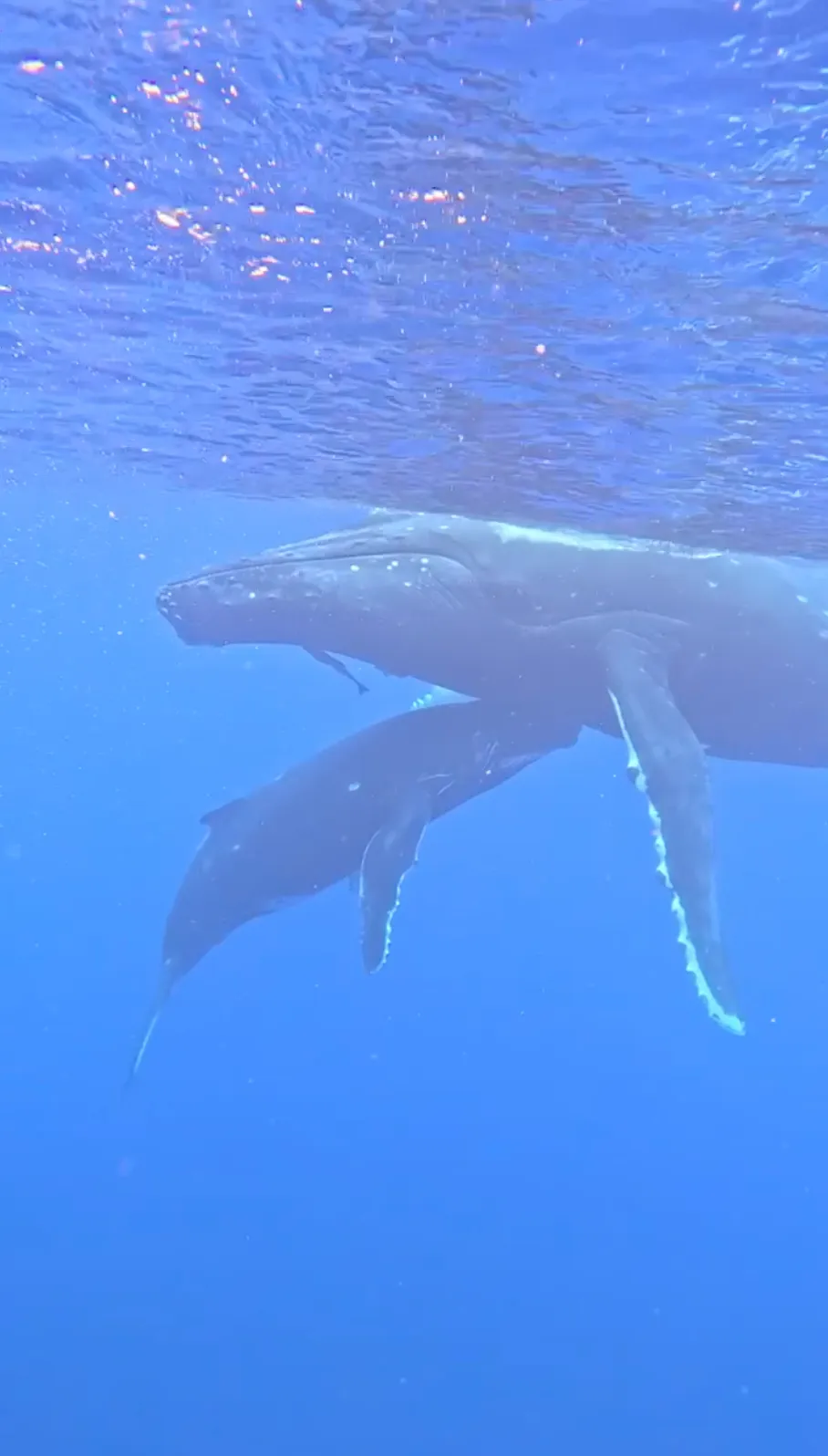 Observation des baleines en Polynésie française